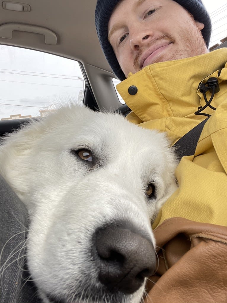 Looney “Chik’in Mini Bandit” Bear, a Great Pyrenees tested with EmbarkVet.com