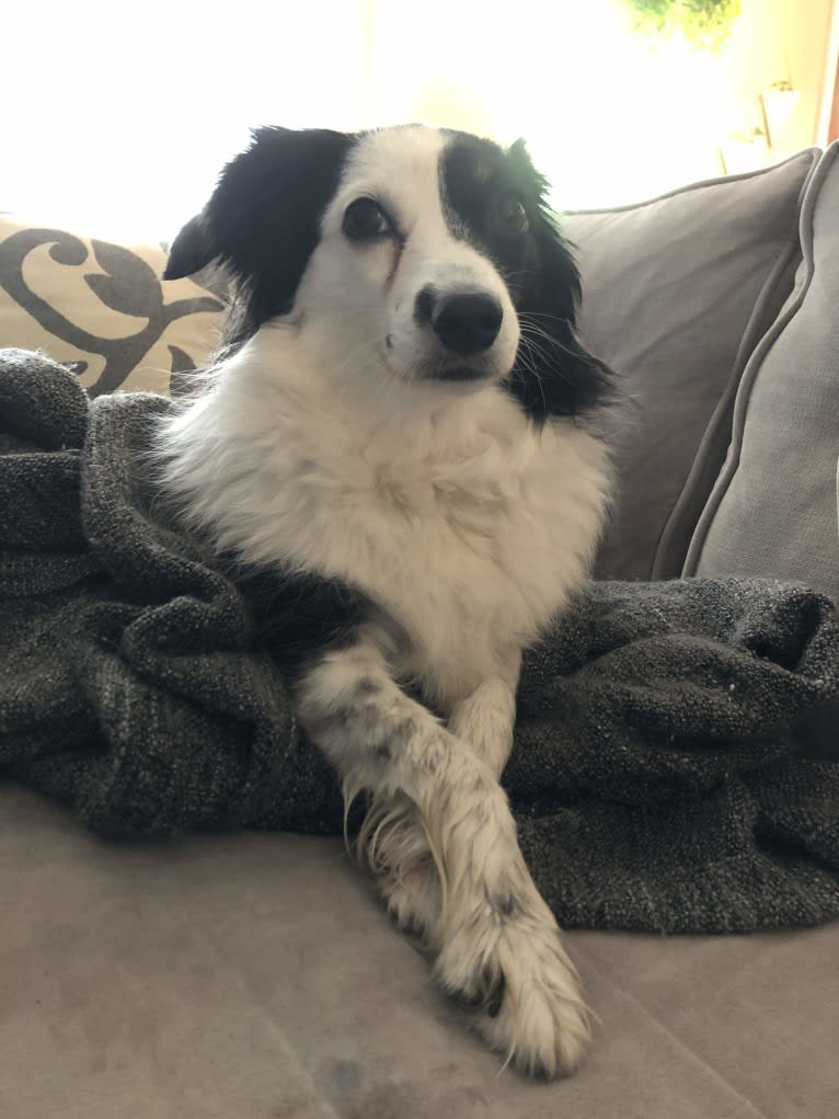 Cricket, an Australian Shepherd tested with EmbarkVet.com