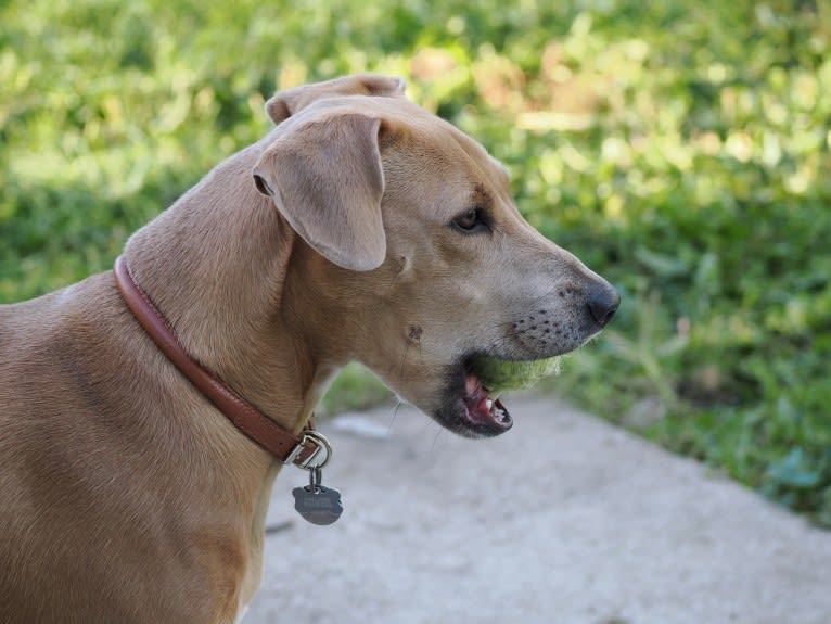 Lila, an American Pit Bull Terrier and Labrador Retriever mix tested with EmbarkVet.com