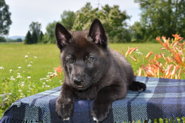 Nimbus Noctis, a Czechoslovakian Vlcak and Siberian Husky mix tested with EmbarkVet.com