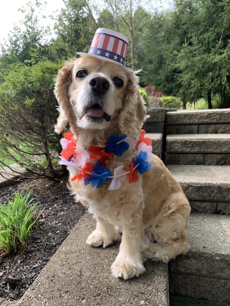 Daisy, a Cocker Spaniel tested with EmbarkVet.com