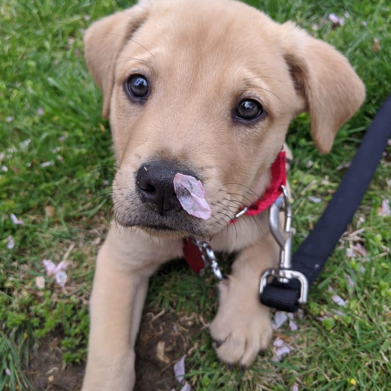 Willie Kirsch, a Labrador Retriever and American Pit Bull Terrier mix tested with EmbarkVet.com