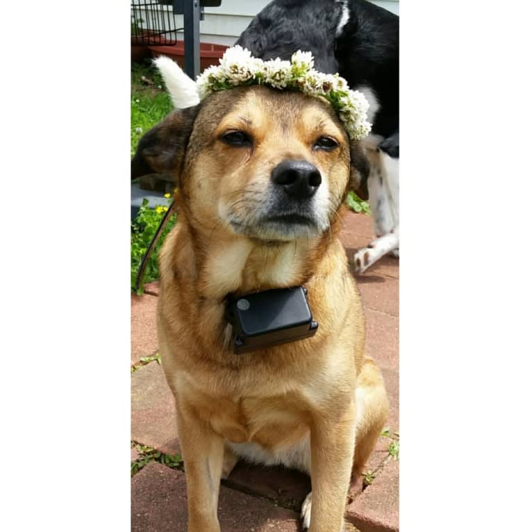 Maya, a Cocker Spaniel and American Pit Bull Terrier mix tested with EmbarkVet.com