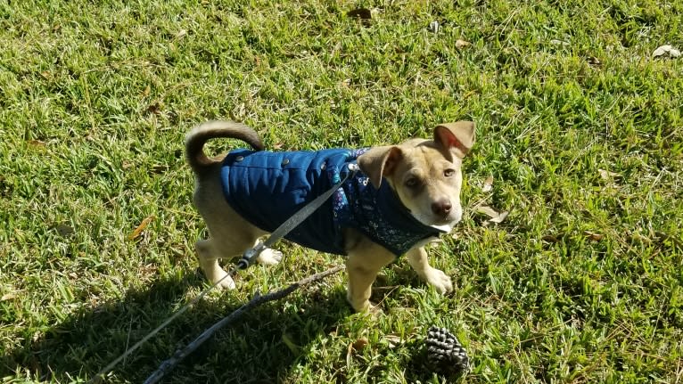 Luna Astrid, a Siberian Husky and American Pit Bull Terrier mix tested with EmbarkVet.com