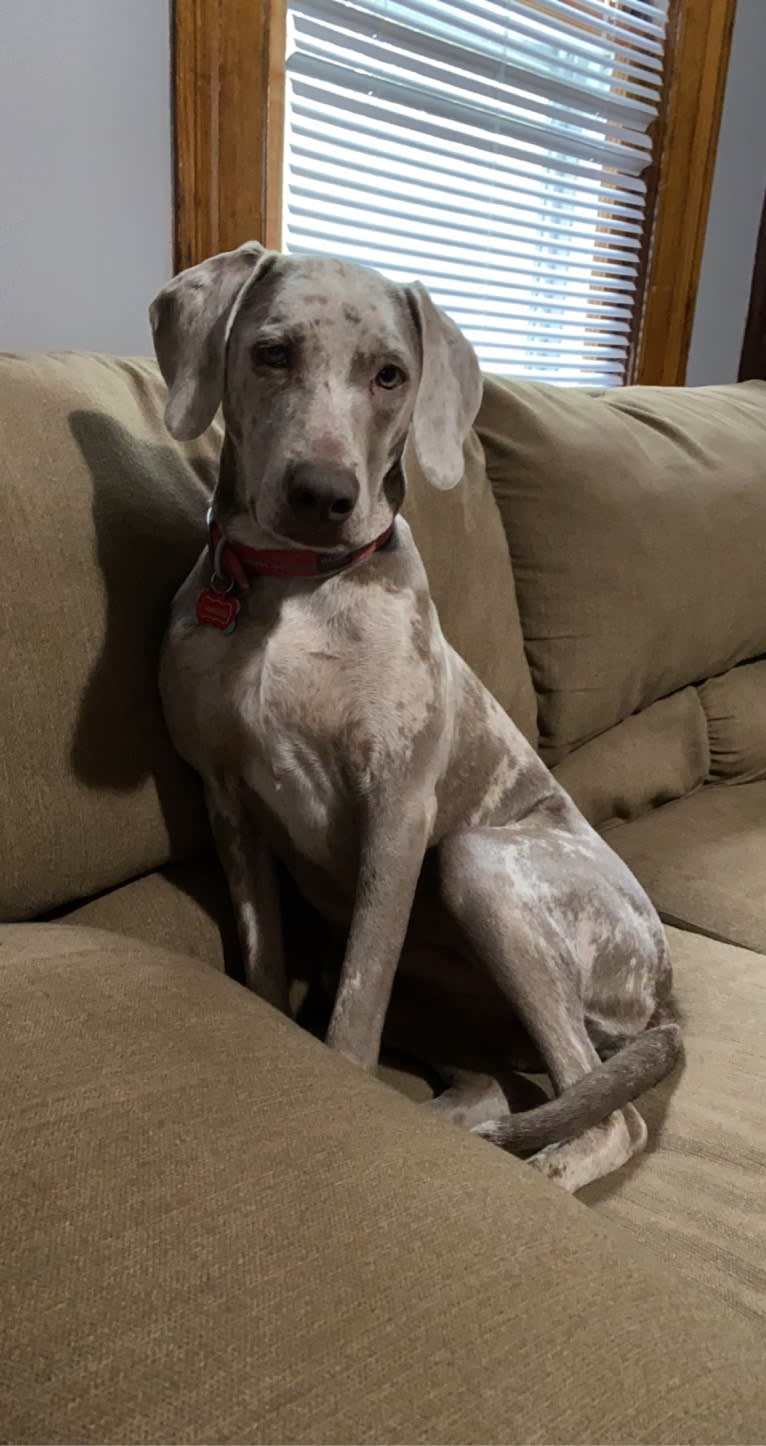 Maggie, a Weimaraner and Catahoula Leopard Dog mix tested with EmbarkVet.com