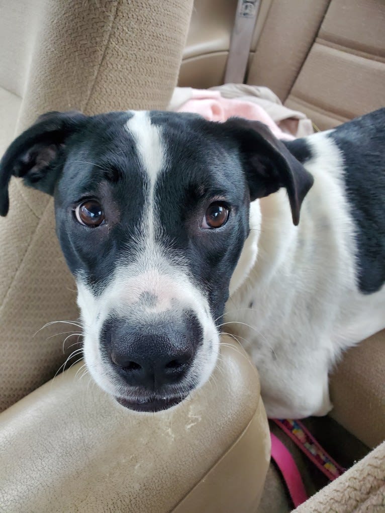 Maggie, an American Pit Bull Terrier and Boxer mix tested with EmbarkVet.com