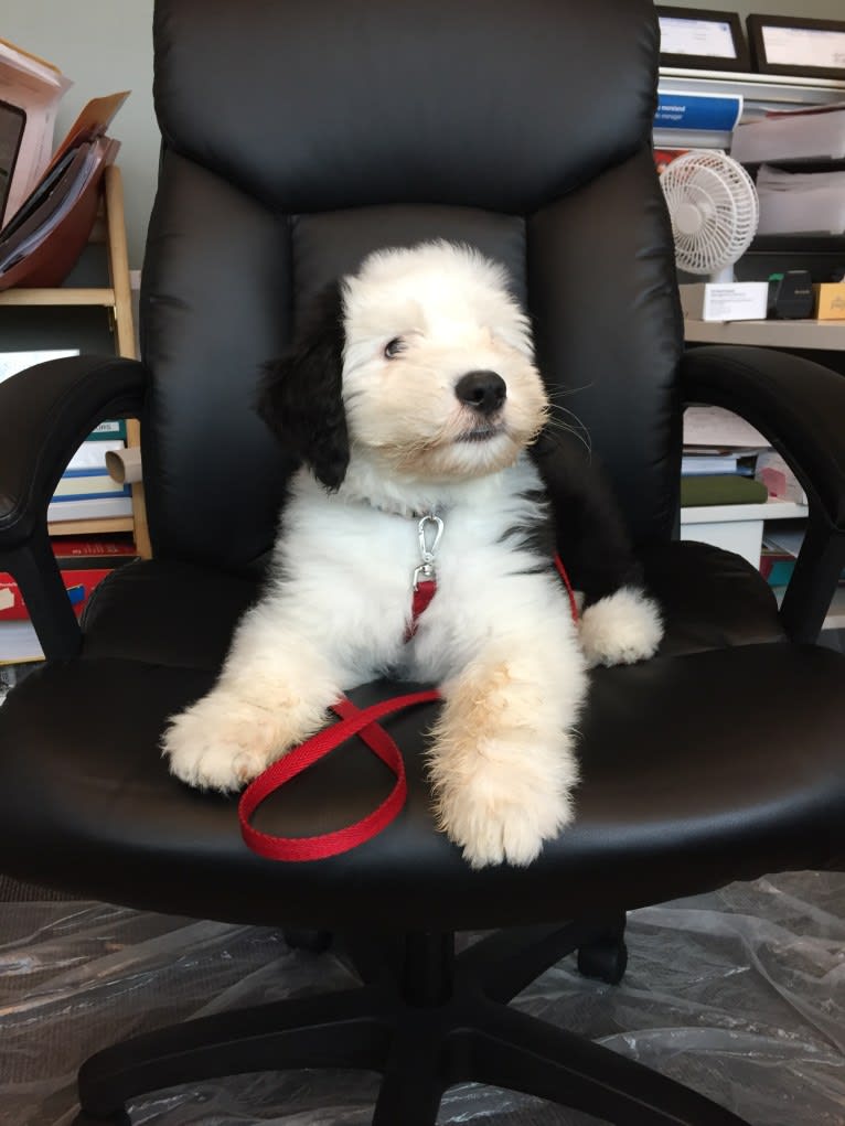 Winston, an Old English Sheepdog tested with EmbarkVet.com