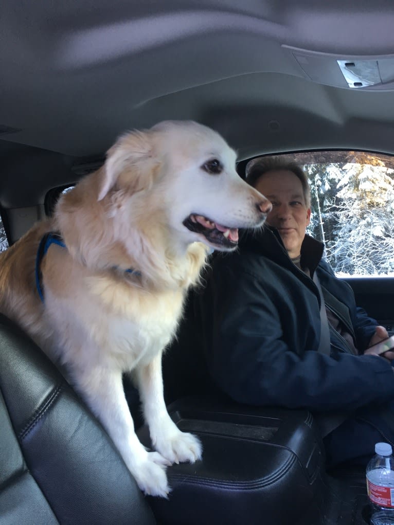 Arvo Arvanetti, a Golden Retriever and Shih Tzu mix tested with EmbarkVet.com