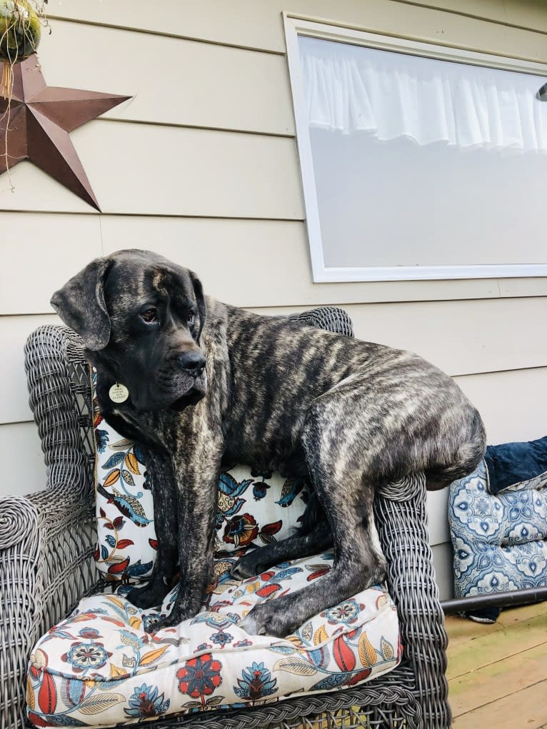 Miss Delilah, a Mastiff tested with EmbarkVet.com