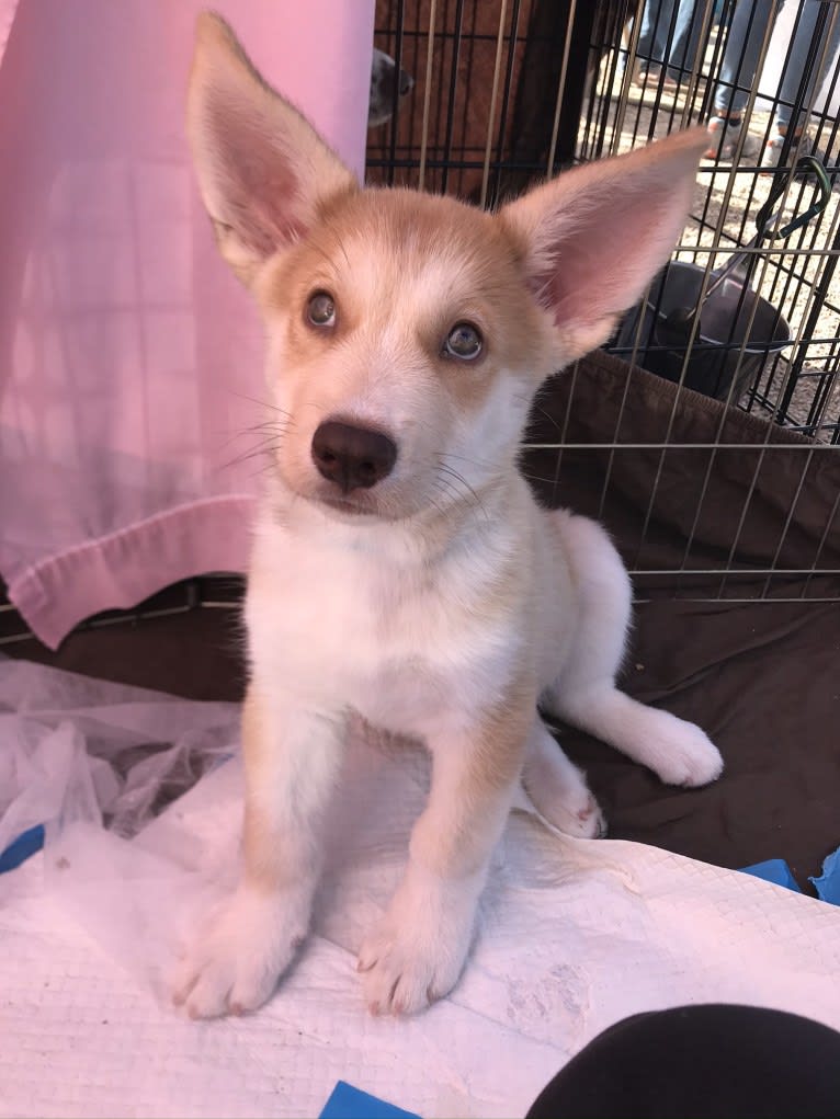 Hoodoo, a Siberian Husky and American Pit Bull Terrier mix tested with EmbarkVet.com