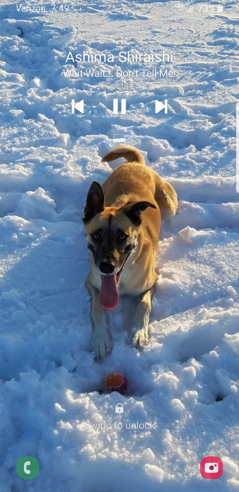 Caesar, a Siberian Husky and Staffordshire Terrier mix tested with EmbarkVet.com