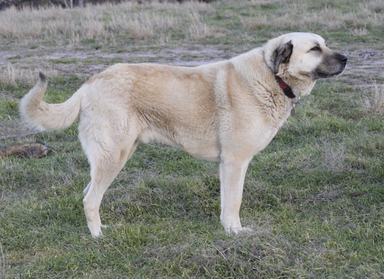 Pasha, an Anatolian Shepherd Dog tested with EmbarkVet.com