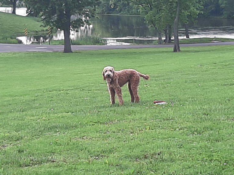 Ozzie, a Poodle (Standard) and Irish Setter mix tested with EmbarkVet.com