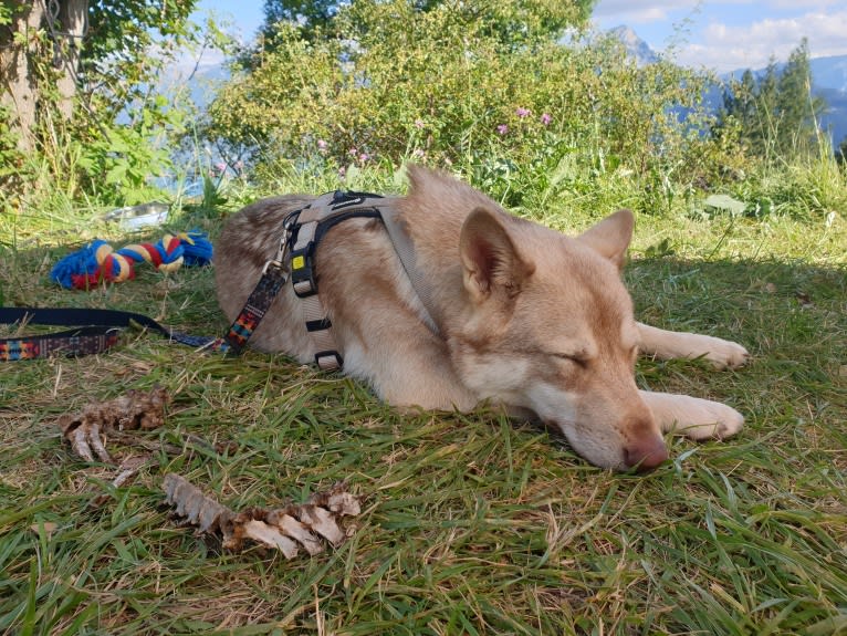 Indy (Roku), a Saarloos Wolfdog and Norwegian Elkhound mix tested with EmbarkVet.com