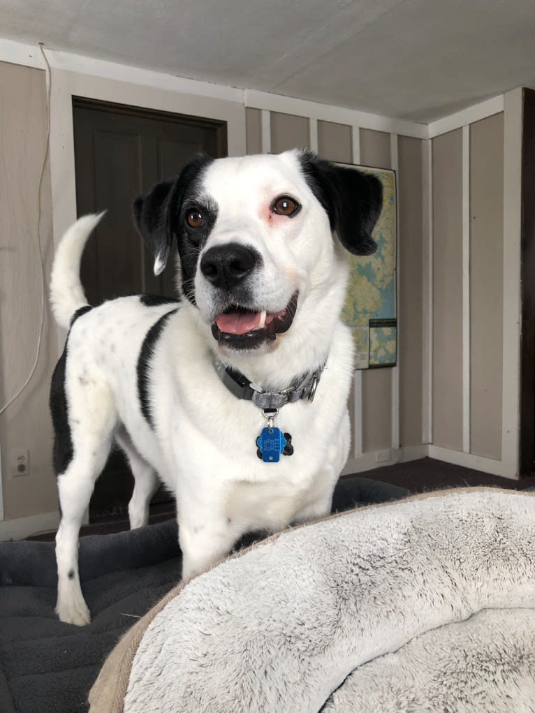 Harvey, an American Foxhound and American Bulldog mix tested with EmbarkVet.com