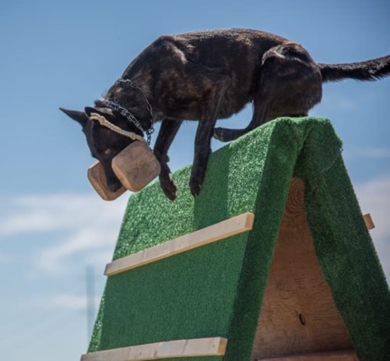 Nike des las Flores, a Dutch Shepherd tested with EmbarkVet.com