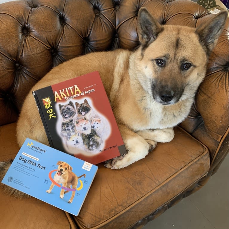 Kira So Fancy, an Akita tested with EmbarkVet.com