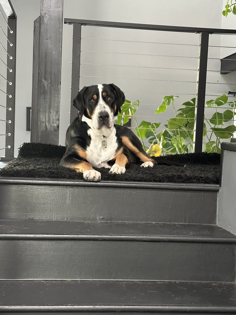 Jojo, a Greater Swiss Mountain Dog tested with EmbarkVet.com