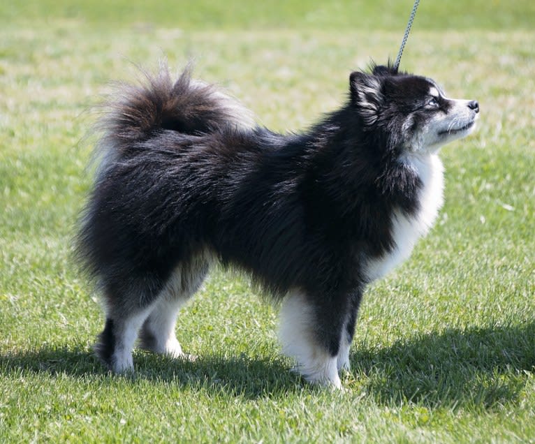 Major, a Pomsky tested with EmbarkVet.com