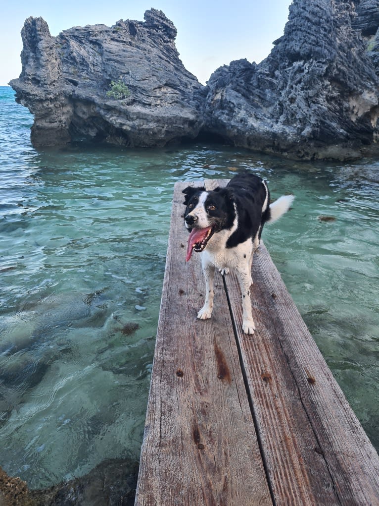 Gypsy, a Border Collie tested with EmbarkVet.com