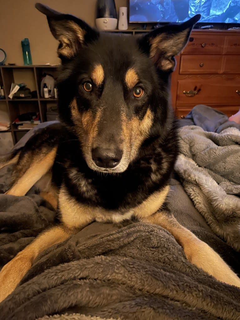 Diesel, a Siberian Husky and Australian Shepherd mix tested with EmbarkVet.com