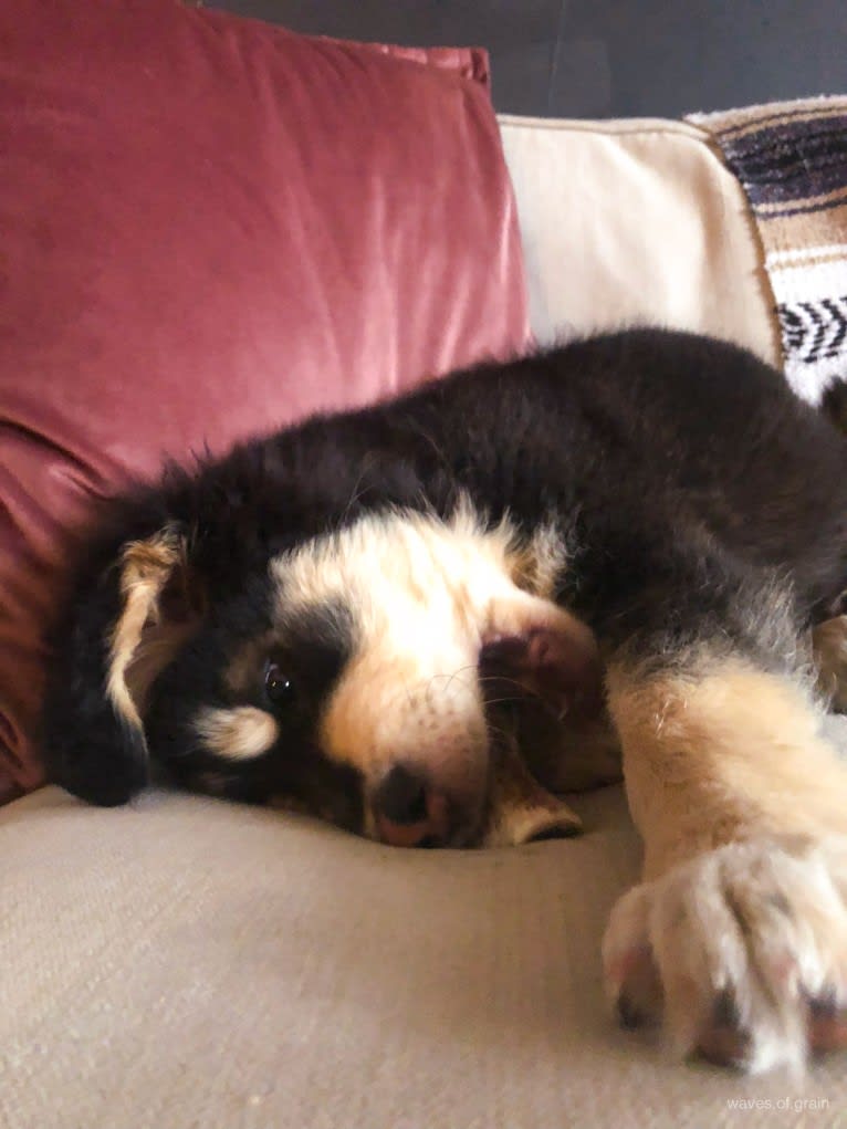 Hodor, a Tibetan Mastiff and German Shepherd Dog mix tested with EmbarkVet.com