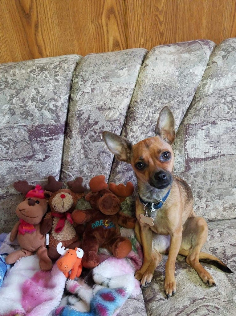 Moose, a Chihuahua and Miniature Pinscher mix tested with EmbarkVet.com