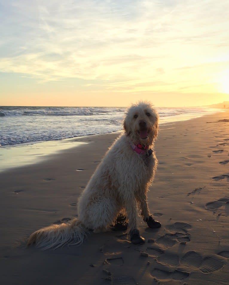 Sandy, a Goldendoodle tested with EmbarkVet.com