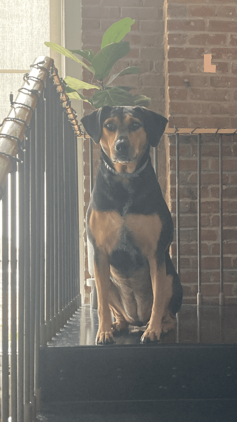Bugsy, an Australian Cattle Dog and Black and Tan Coonhound mix tested with EmbarkVet.com