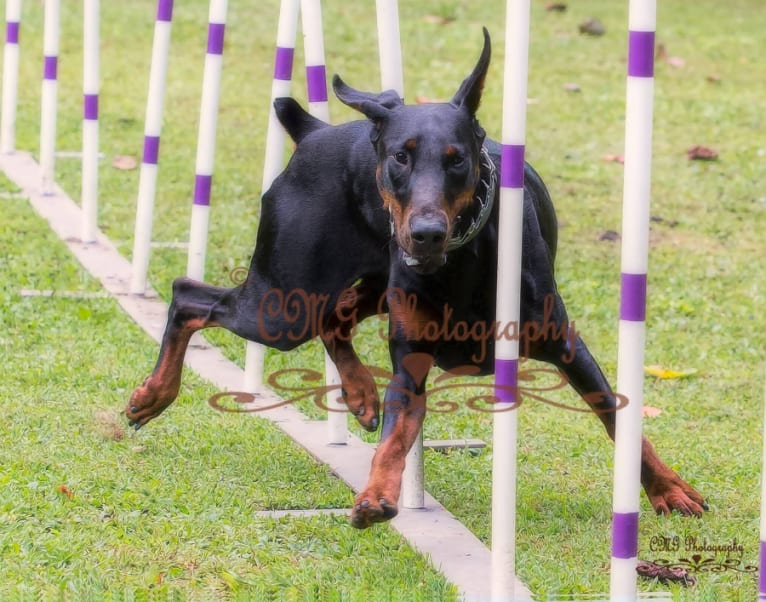 Thrill, a Doberman Pinscher tested with EmbarkVet.com