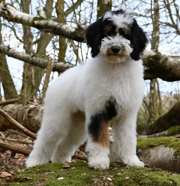 Utah, a Poodle (Standard) tested with EmbarkVet.com