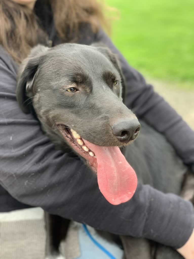 Guinness, a Labrador Retriever and Australian Cattle Dog mix tested with EmbarkVet.com