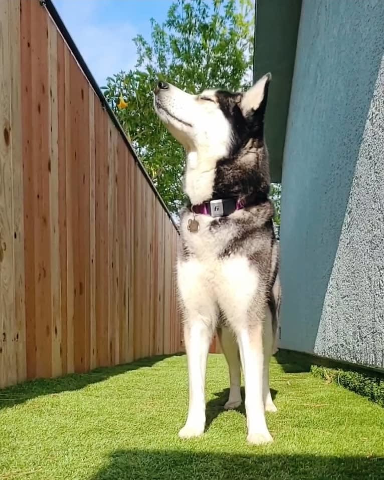 Teyla, a Siberian Husky tested with EmbarkVet.com