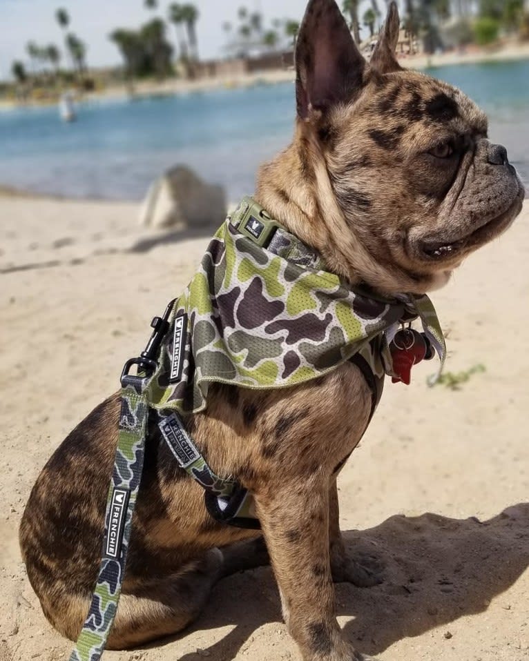 Opie, a French Bulldog tested with EmbarkVet.com