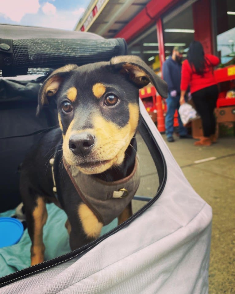 Ace, an American Pit Bull Terrier and Mountain Cur mix tested with EmbarkVet.com