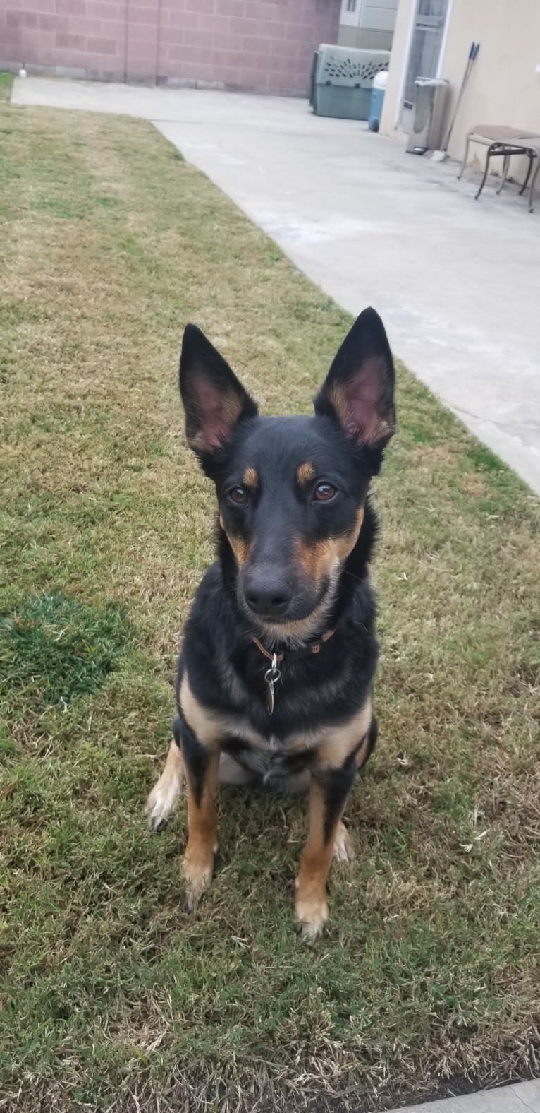 PUCK, an Australian Cattle Dog and German Shepherd Dog mix tested with EmbarkVet.com