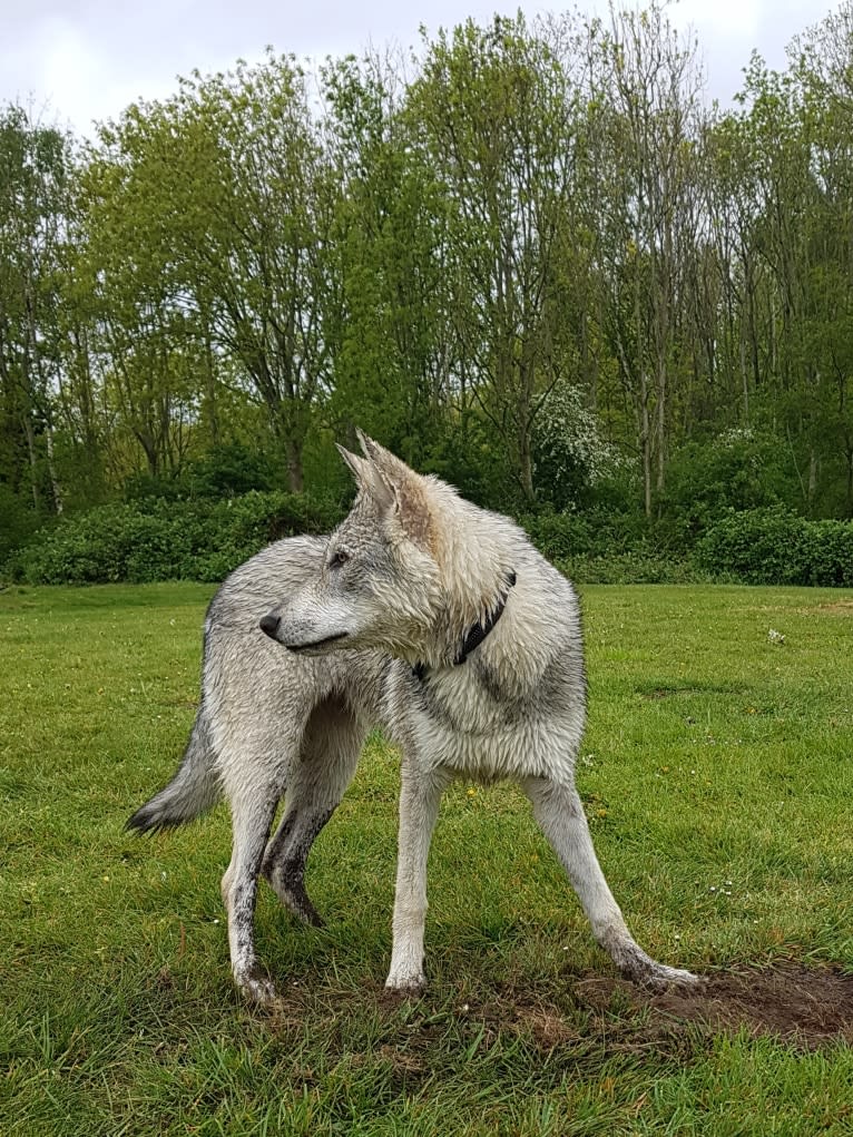 Ishtar (Estrella v.d. Scheldeschorre), a Saarloos Wolfdog tested with EmbarkVet.com