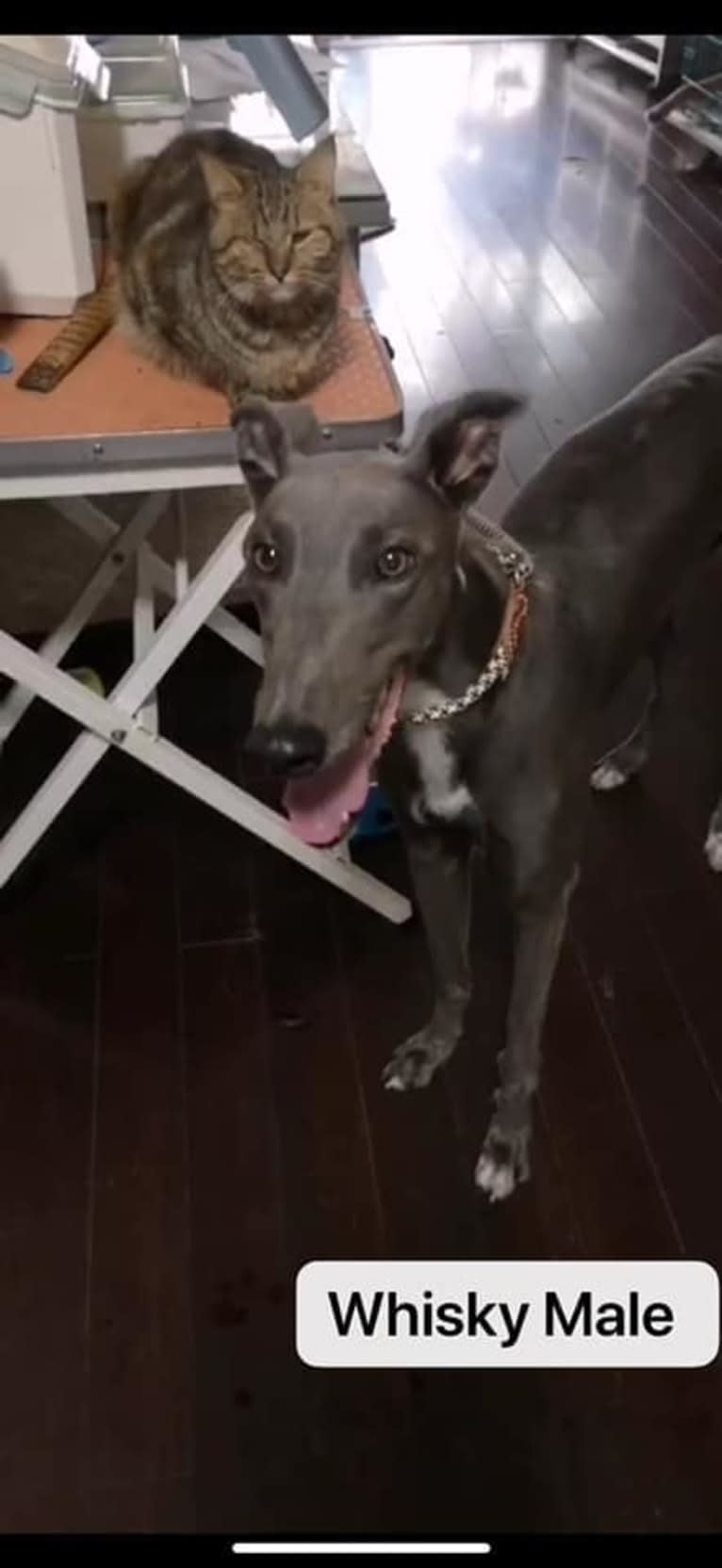 Whiskey, a Greyhound tested with EmbarkVet.com