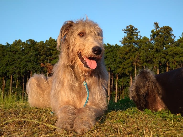 Mouton, an Irish Wolfhound tested with EmbarkVet.com