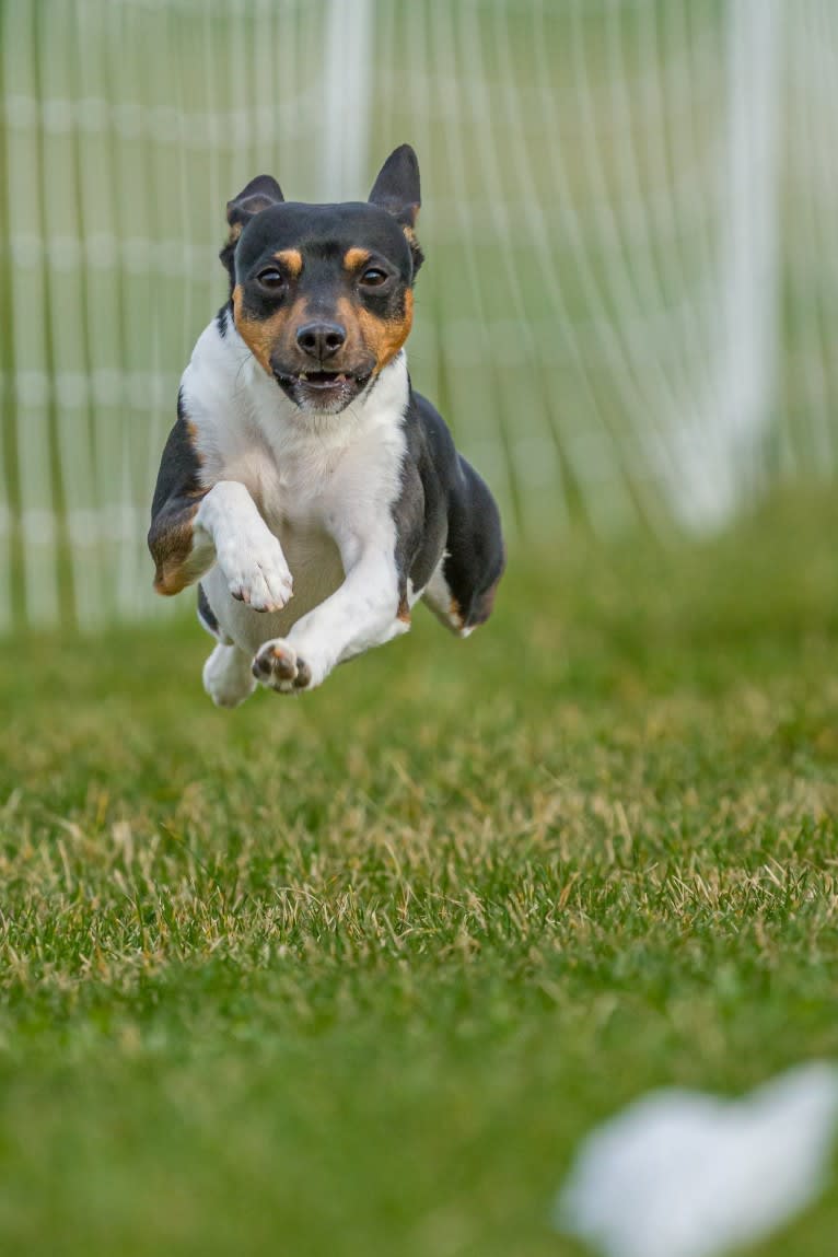 Bode, a Rat Terrier tested with EmbarkVet.com