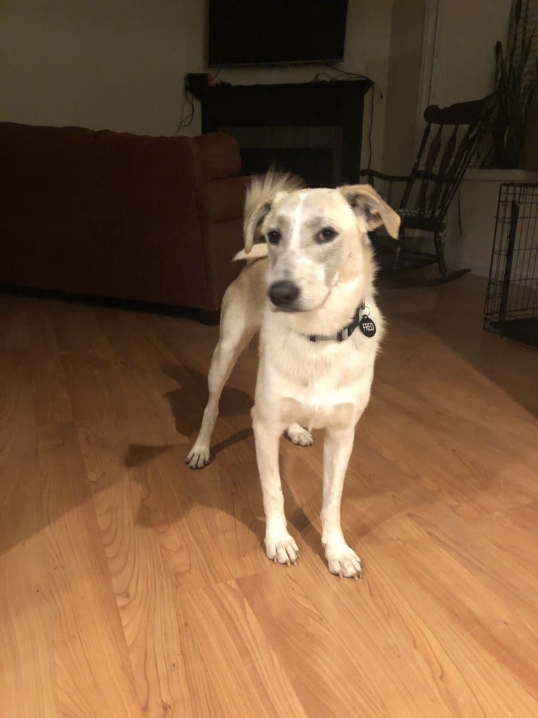 Fred, an Arabian Village Dog tested with EmbarkVet.com