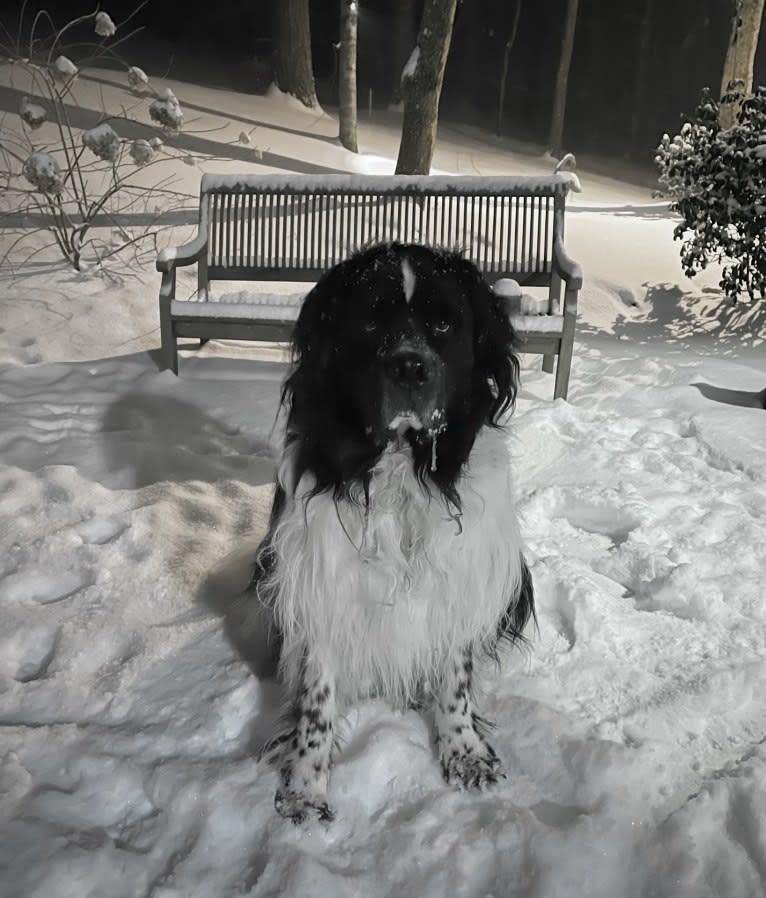 Huey, a Newfoundland tested with EmbarkVet.com