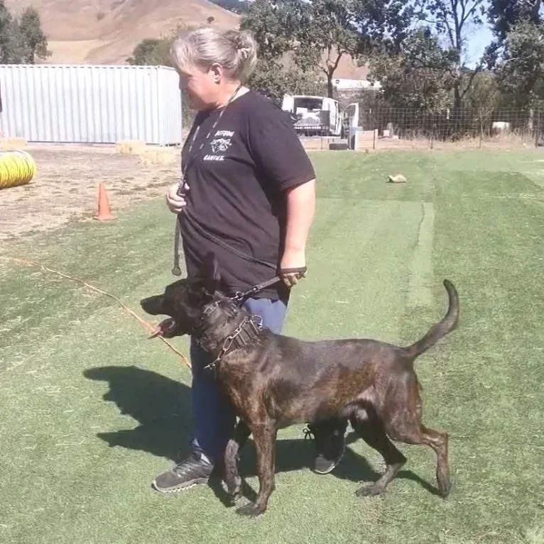 Static, a Dutch Shepherd tested with EmbarkVet.com