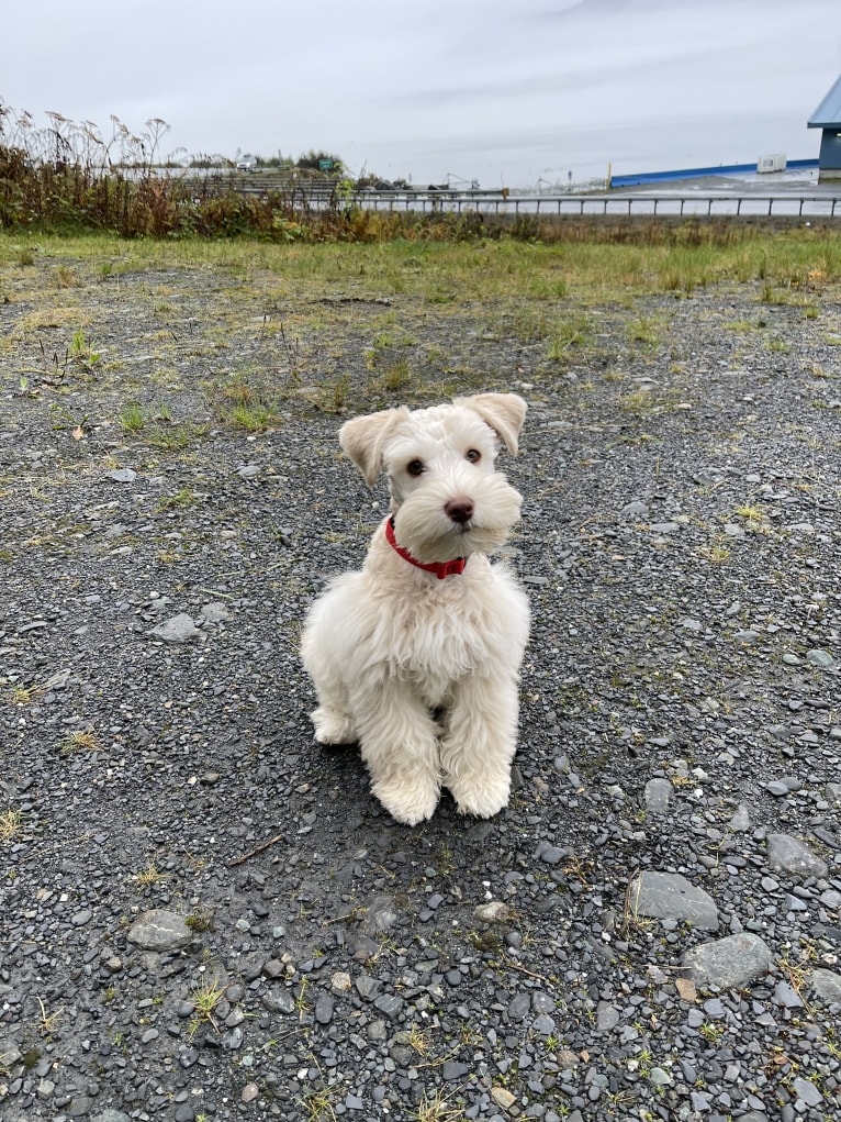 Piotr, a Miniature Schnauzer tested with EmbarkVet.com