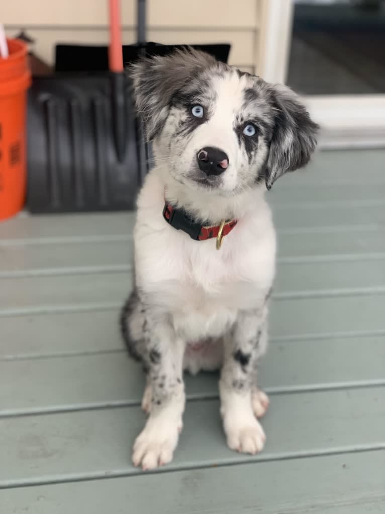 Ziggy, an Australian Shepherd and Border Collie mix tested with EmbarkVet.com