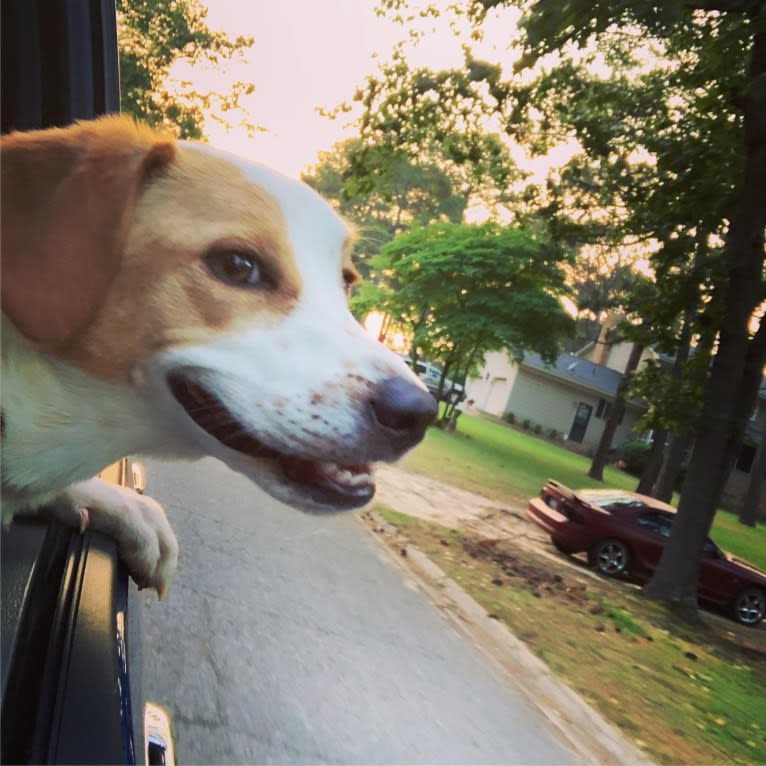 Langston Hughes, a Beagle and Australian Shepherd mix tested with EmbarkVet.com