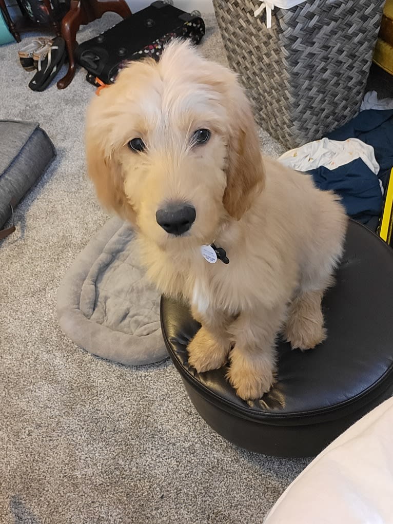 Tobias Lincoln, a Goldendoodle tested with EmbarkVet.com