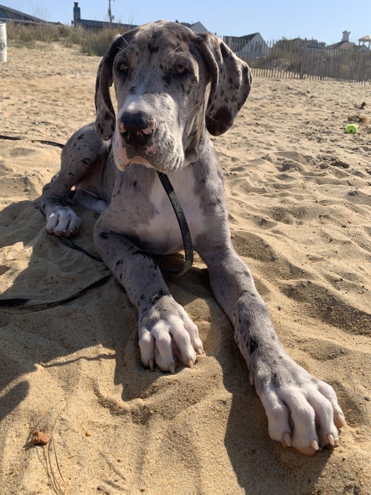 Koa, a Great Dane tested with EmbarkVet.com