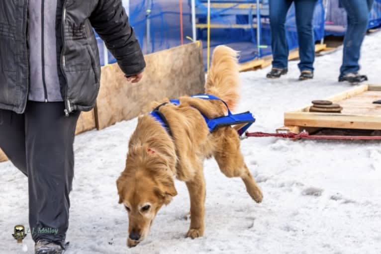 Timber “Gross Manor’s I’ll Be The One You Won’t Forget”, a Golden Retriever tested with EmbarkVet.com