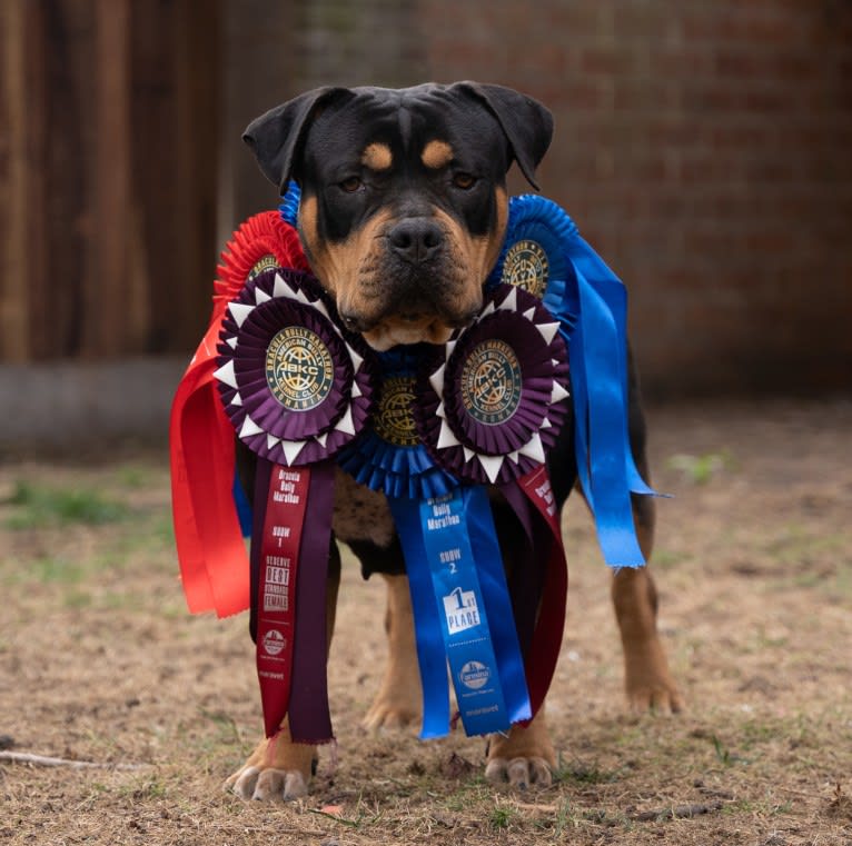 NALA, an American Bully tested with EmbarkVet.com